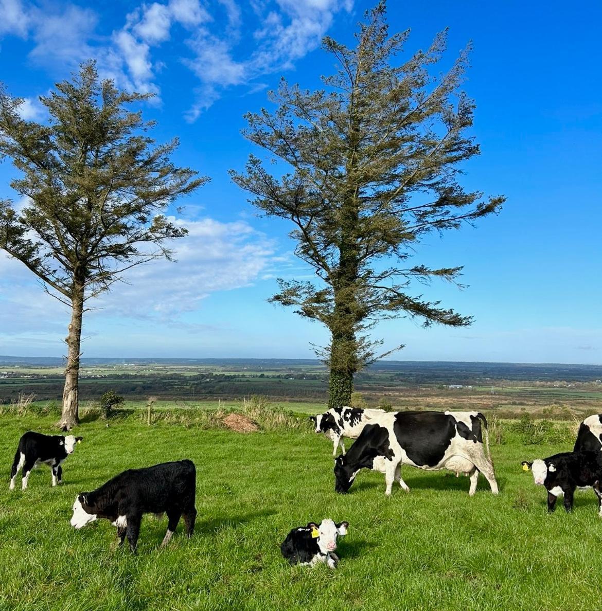 Breenville Farm House Tralee Ngoại thất bức ảnh